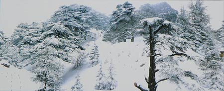 Cedars under Snow