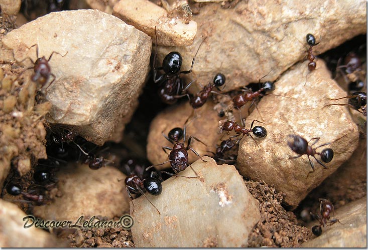 Ants in Lebanon