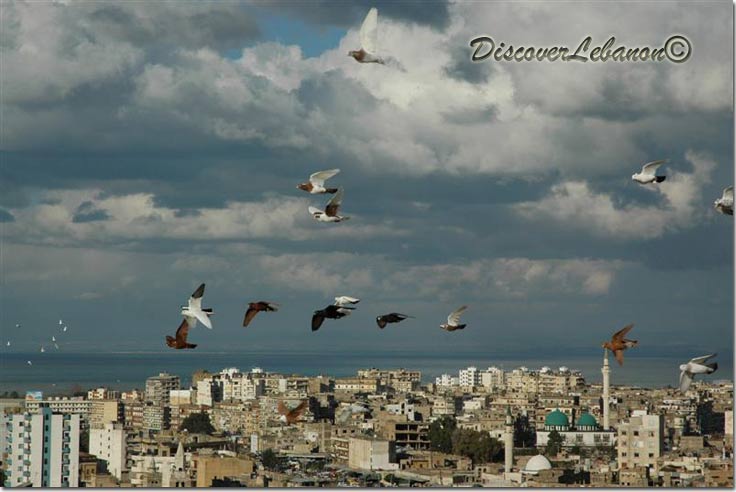 Birds in Lebanon
