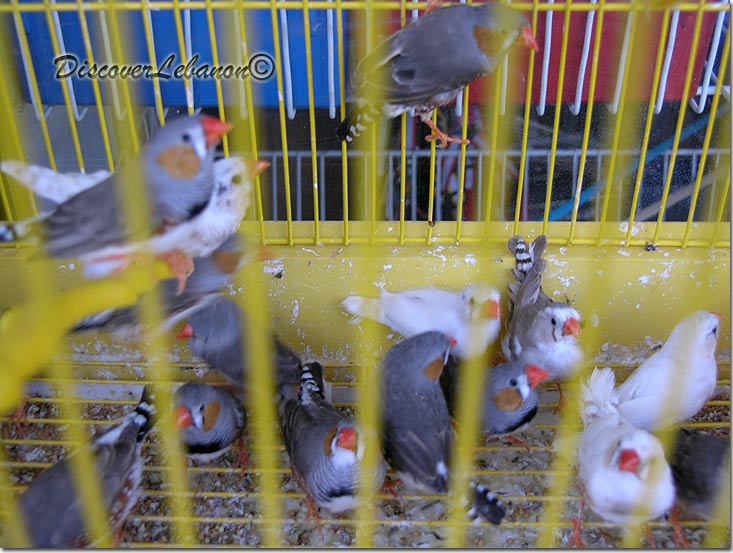 Birds in cage