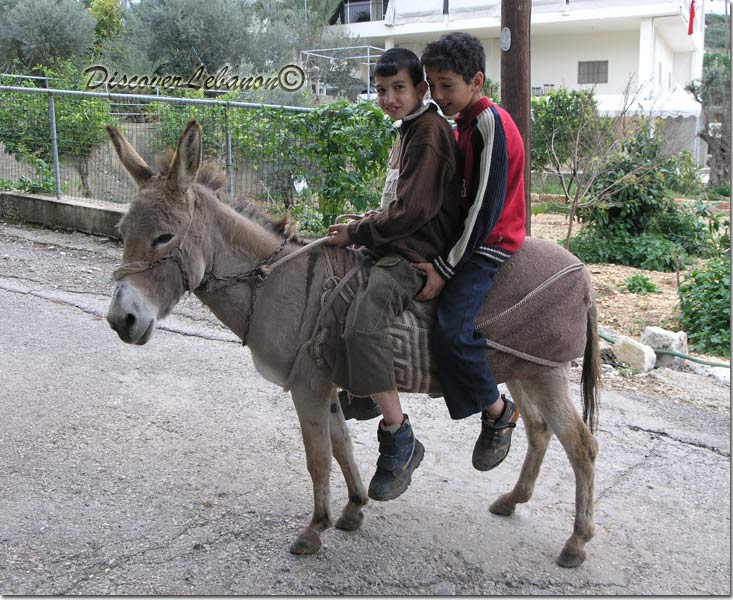 Kids riding donkey