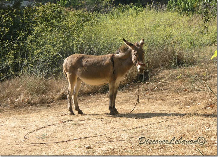 Donkey, Janet Nahr Ibrahim