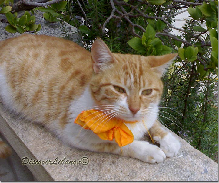 Orange cat Tayyar cat