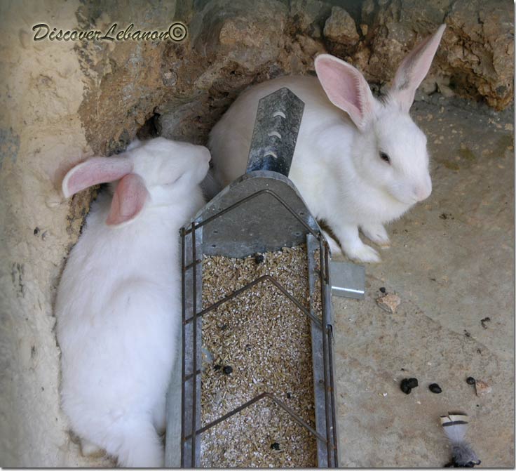 Rabbits from Lebanon