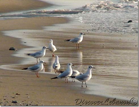 Birds Rmayleh beach