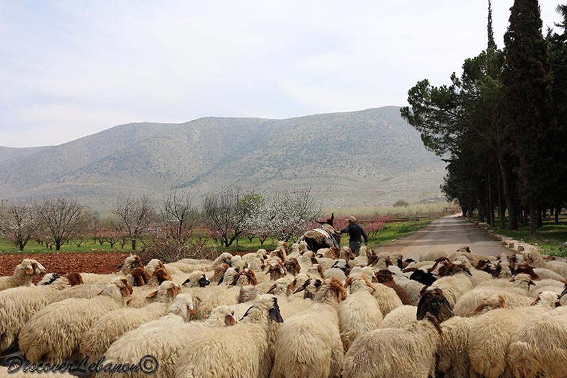Sheep in Aanjar