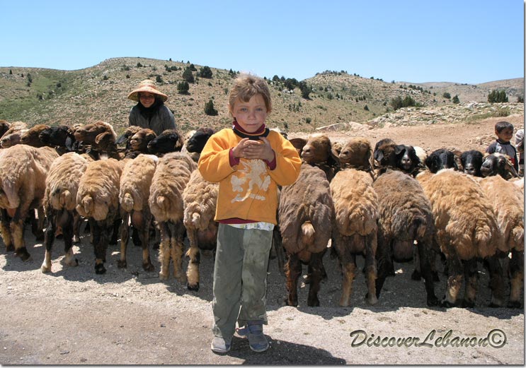 Girl standing sheeps