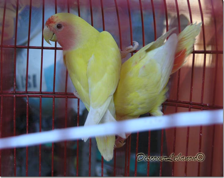 Two yellow birds