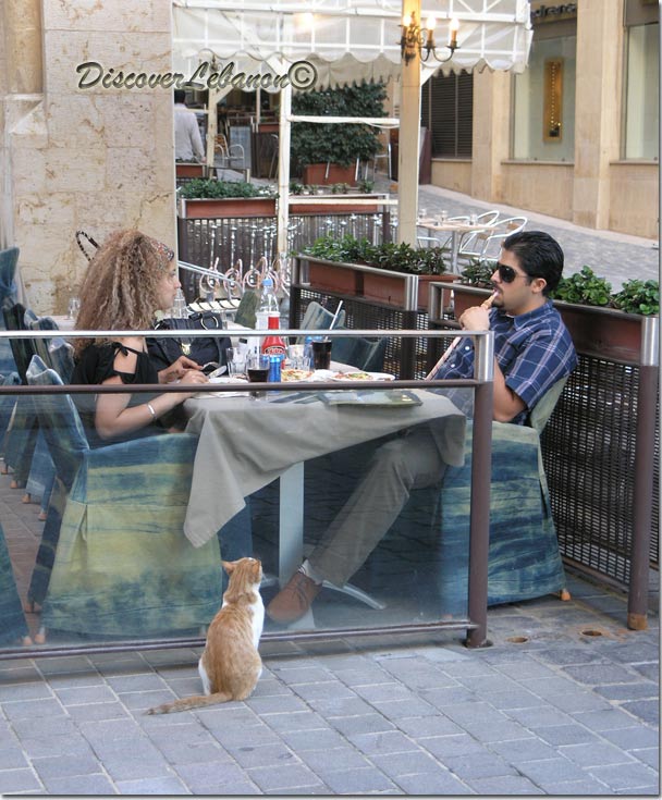 Cat Beirut Down Town