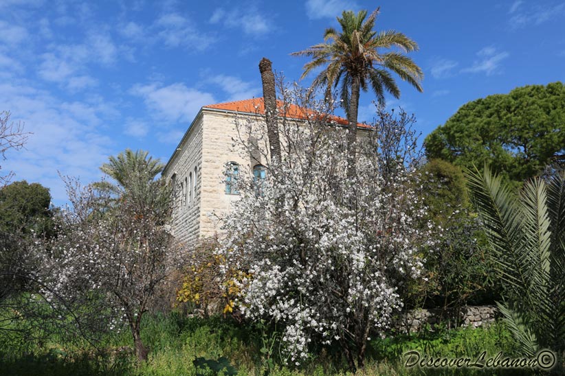 Villa in Amchit with blossomed tree