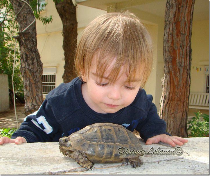 Boy watching turtle