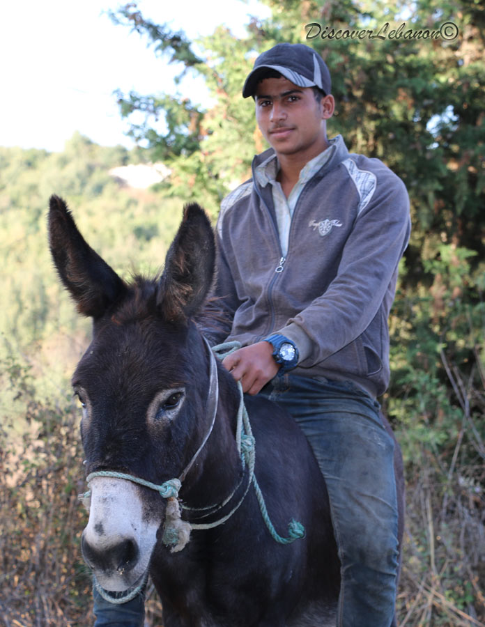 Lebanese guy on donkey