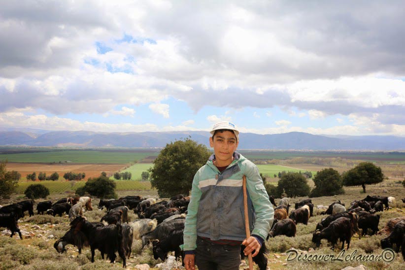 Shepherd in Beqaa