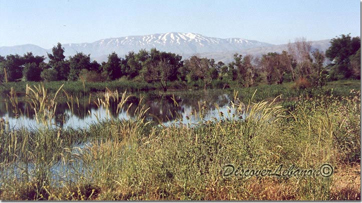 Ammiq Wetlands