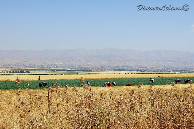 Harvest in Bekaa