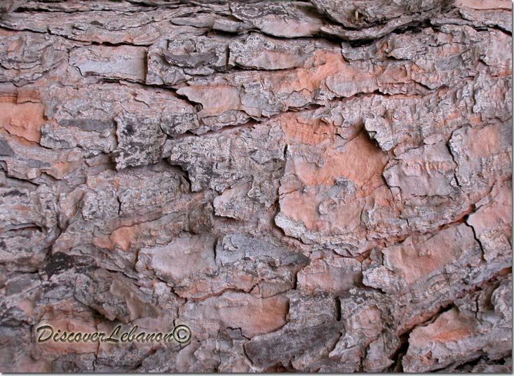 Peeling-bark of a Tree