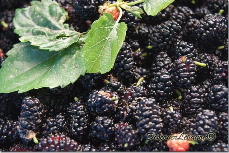 Mulberry from Lebanon