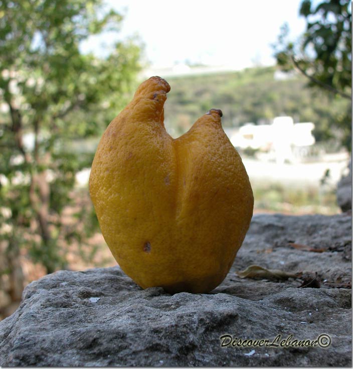 Curious lemon Antellias