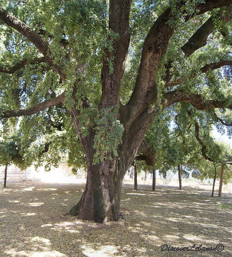Ain Trez biggest tree