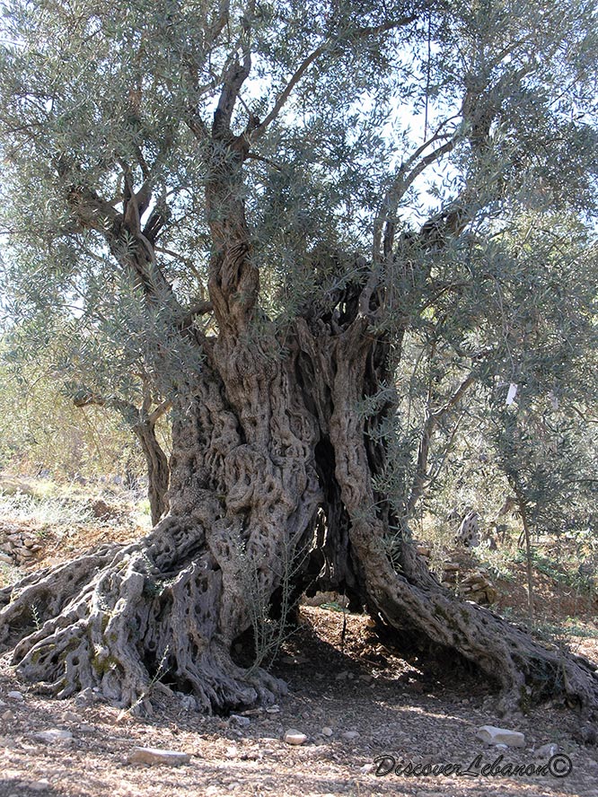Bchehle olive tree