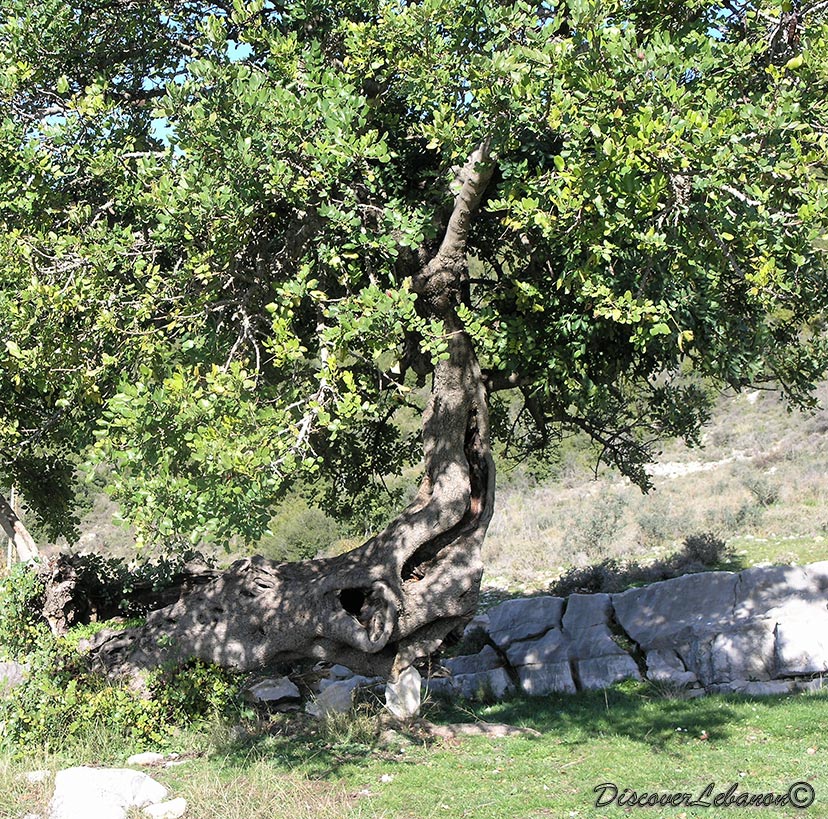 Bchele Carob Tree