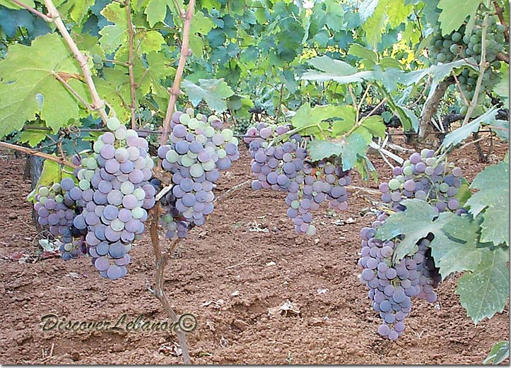 Grapes Beqaa Valley