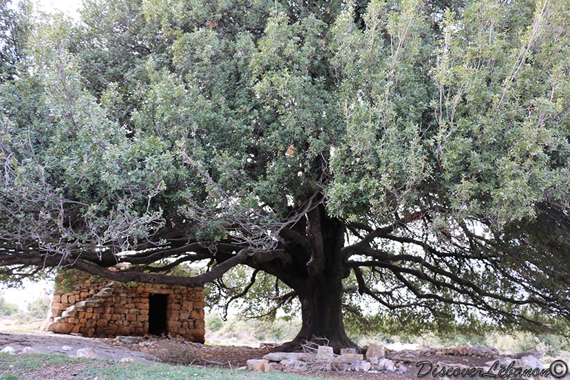 Oak tree in Kandoula