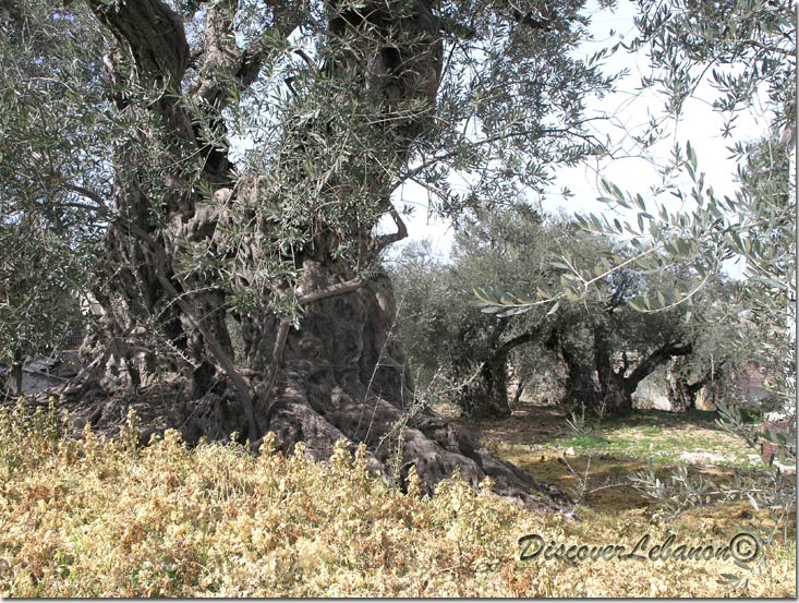 Olives in Bshehle