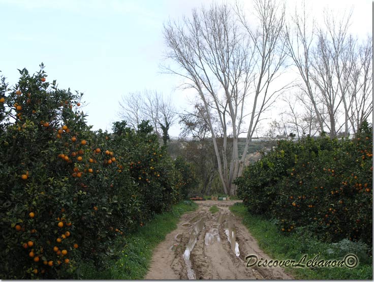 Fields of oranges
