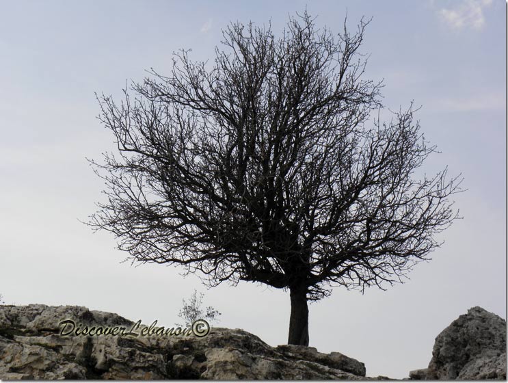 Tree and Rock