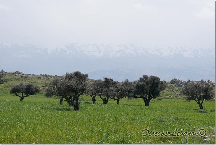 Olives in Terbol