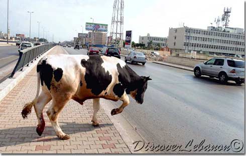 Cow passing road