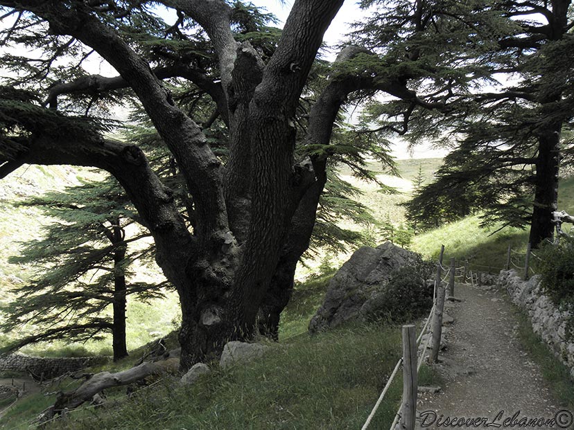 Path Cedars forest