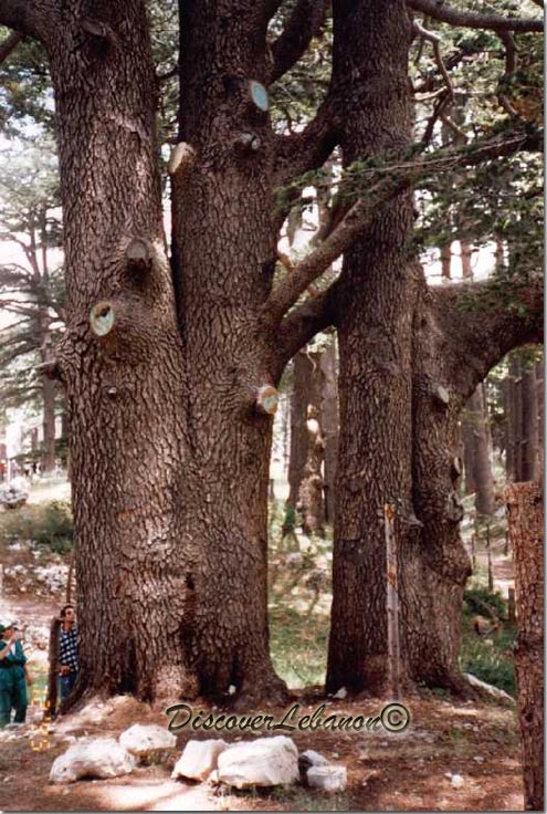 Trunks of cedars