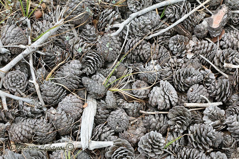 Cones pine trees