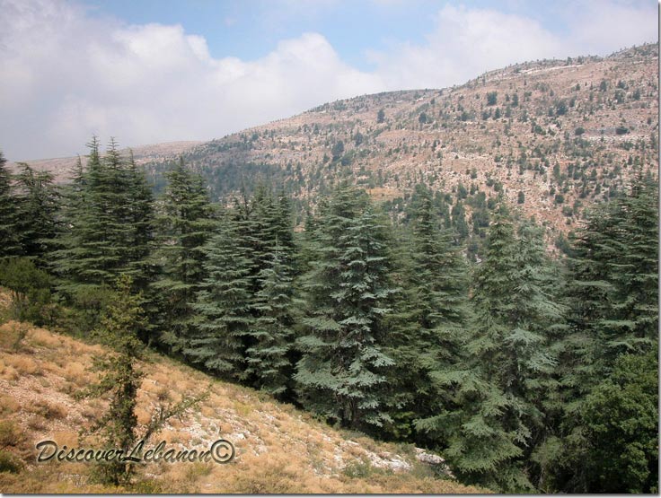 Trees Ehden forest