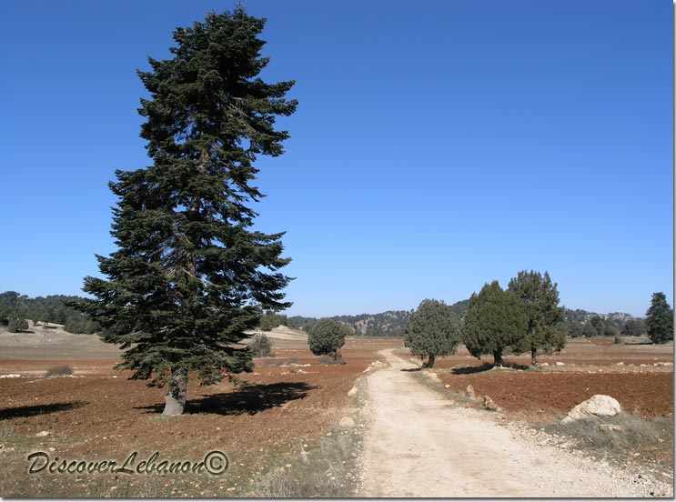 Road Qammouha forest