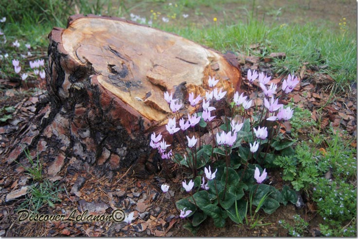 Log of wood Bkassine