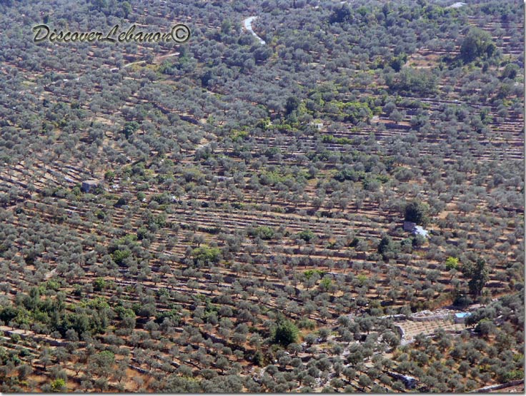 Olive trees Douma
