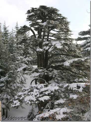 Cedar snow