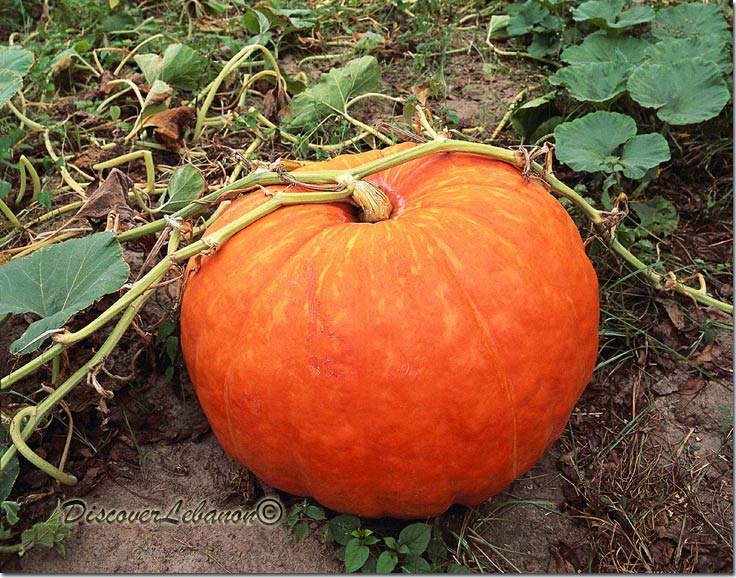 Biggest pumpkin