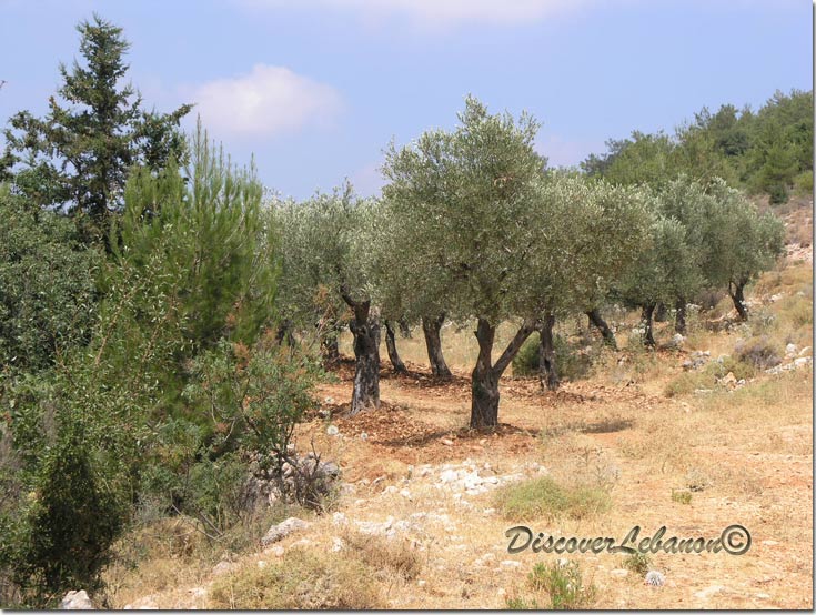 Fields Olive tree Seraal