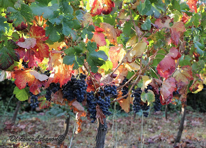 Vineyard and colors of Autumn