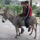 Kids riding donkey