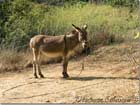 Donkey, Janet Nahr Ibrahim