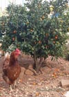 Huge Lebanese hen near an orange tree