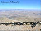 Goats Hermon mountain