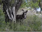 Donkey in Lehfed