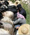 Milking sheep in Beqaa