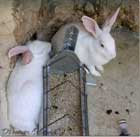 Rabbits from Lebanon